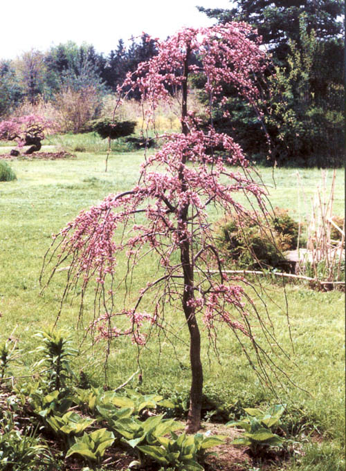 covey weeping redbud in bloom-smaller